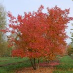 Javor ohnivý (Acer tataricum) ´GINNALA´ - výška 160-200 cm, kont. C5L